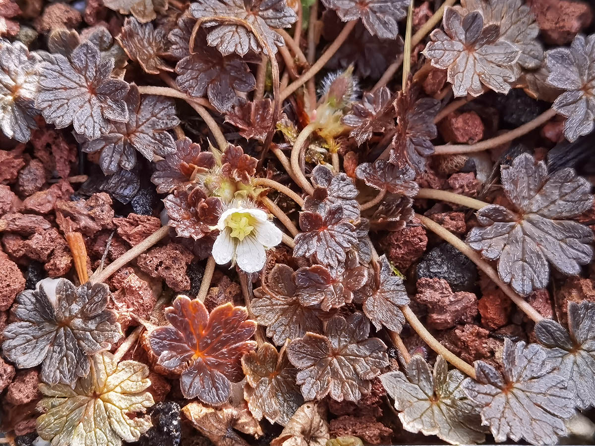 Geranium sessiliflorum
